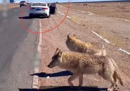 Nữ du khách đòi chụp ảnh với 'chó khổng lồ' và sự thật rùng rợn