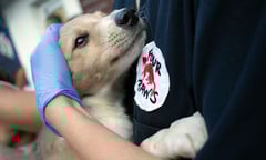 FOUR PAWS công bố báo cáo nạn buôn bán thịt chó mèo ở Việt Nam