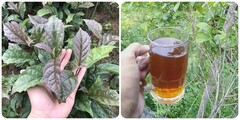 Những ai không nên uống xạ đen?