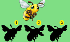 Đâu mới đúng là bóng của con ong?