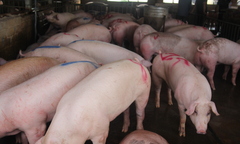 Giá heo hơi hôm nay 2/3/2023: Vẫn chưa ngừng giảm