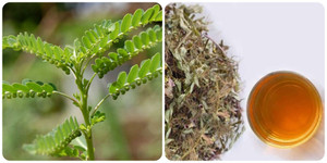 Uống diệp hạ châu nhiều có tốt không?