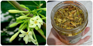 Hoa đu đủ đực ngâm mật ong bao lâu thì uống được?