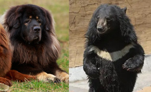 Mua chó ngao Tây Tạng về nuôi, ai ngờ là động vật trong sách đỏ