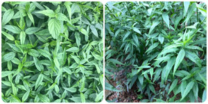 Lá bìm bịp có tác dụng gì?