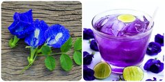 Uống trà hoa đậu biếc mỗi ngày có tốt không?