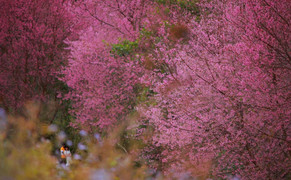 Sắc hoa rực rỡ, ngập tràn khắp hang cùng ngõ hẻm trên cả nước