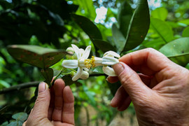 Nông dân 'se duyên' cho cây bưởi ở Hà Tĩnh