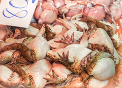 Vào nhà hàng chọn món, thực khách choáng váng khi thấy ếch 'cải tử hoàn sinh'