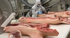 Giá lợn hơi rơi xuống đáy mới, ‘ông lớn’ chăn nuôi cũng lỗ nặng