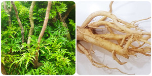 Rễ đinh lăng nấu nước uống có tác dụng gì?