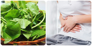Những ai không nên ăn rau má?