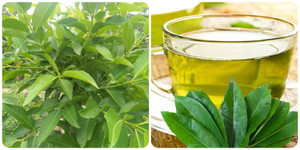 Nên uống nước vối vào lúc nào?