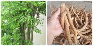 Cây đinh lăng chữa bệnh gì?