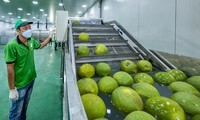 5.000 quả bưởi Việt sang Anh mất tới 70 ngày