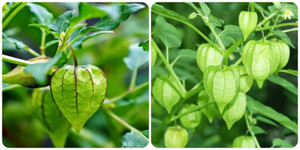 Cây tầm bóp chữa bệnh gì?