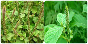 Tác dụng của cây cỏ xước