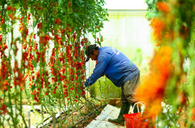 'Giải vây’ nạn nhà kính cho Đà Lạt