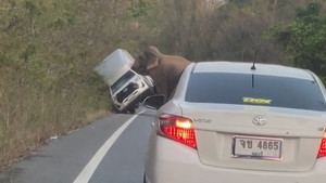 Voi hung hãn húc lật xe bán tải ở Thái Lan