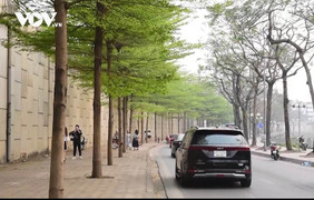 Hàng cây bàng lá nhỏ xanh mơn mởn – góc 'sống ảo' giữa Hà Nội