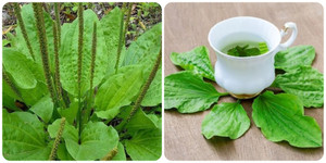 Cây mã đề nấu nước uống có tác dụng gì?