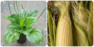 Râu ngô, bông mã đề có tác dụng gì?