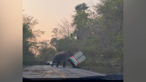 Voi hoang dã hung hãn húc xe bán tải lật ngửa trên đường ở Thái Lan