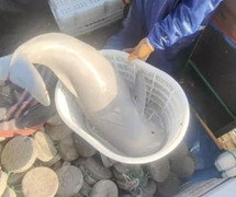 Bắt được sinh vật ánh bạc khắp người, tưởng ngư tinh hóa ra là cá thiên thần