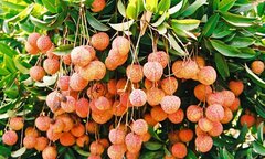 Đặc sản Hải Dương mà bạn không thể bỏ lỡ