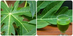 Uống nước lá đu đủ có tác dụng gì?