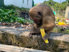 Phát hiện khỉ mặt đỏ quý hiếm đi lạc vào khu dân cư ở Thừa Thiên - Huế