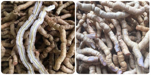 Những người không nên dùng ba kích