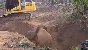 Giải cứu voi mẹ và voi con bị sa xuống hố sâu