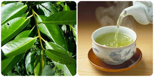 Những người không nên uống nước vối