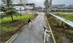Giải mã bí ẩn về đàn chó hoang sinh tồn sau thảm họa hạt nhân Chernobyl