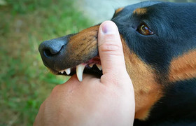 Tử vong vì bệnh dại sau 18 tháng bị chó nhà cắn