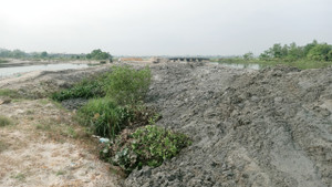 Doanh nghiệp tự ý phá gần 1ha rừng ngập mặn lúc làm bờ kè bị đình chỉ thi công