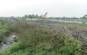 Doanh nghiệp tự ý phá gần 1ha rừng ngập mặn ven biển trong lúc làm bờ kè