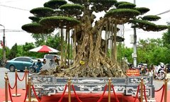 Mãn nhãn dàn siêu cây cảnh trăm tỷ gây xôn xao thị trường