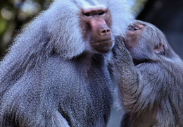 Trêu chọc 'mỹ hầu vương', du khách sứt đầu mẻ trán