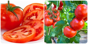 Những người không nên ăn cà chua