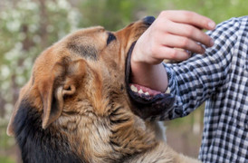 Chó dại cắn chết 1 người, 8 người tiếp xúc gần phải đi điều trị ở Phú Yên