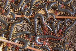 Đang ngủ thấy đau buốt, bật dậy phát hiện 'độc vật' đáng sợ