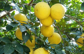 Đặc sản Hà Tĩnh có gì hấp dẫn ngoài kẹo cu đơ? 