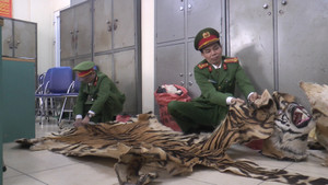 Cảnh sát mật phục bắt tài xế vận chuyển 3 bộ da hổ ở Hà Nội