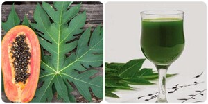 Uống nước ép lá đu đủ có tác dụng gì?