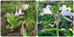 Trinh nữ hoàng cung có tác dụng gì?