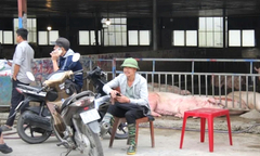 Giá heo hơi thấp kỷ lục kể từ năm 2020, chợ đầu mối gia súc vắng hoe