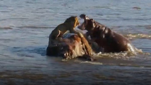 Hà mã tấn công khiến sư tử hoảng loạn nhảy vọt xuống sông