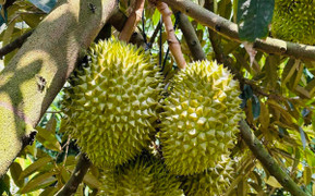 Những con số kỷ lục lịch sử về trái sầu riêng Việt Nam